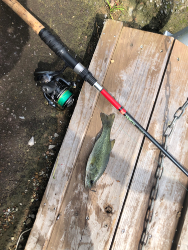 ハスの釣果