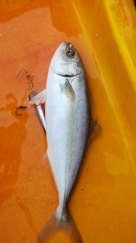 ワカシの釣果