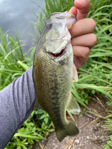 ラージマウスバスの釣果