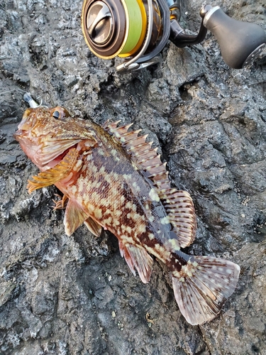 アラカブの釣果