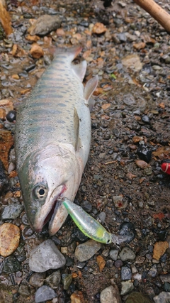 アマゴの釣果