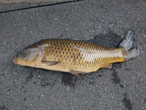 コイの釣果