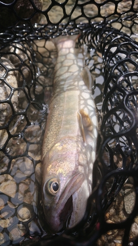 イワナの釣果