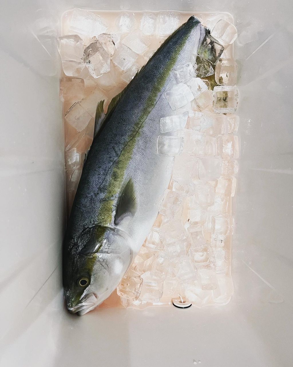 SWORD_Lures 清水さんの釣果 3枚目の画像