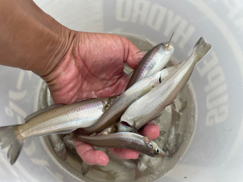 シロギスの釣果