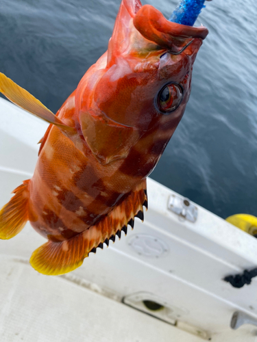 アカハタの釣果