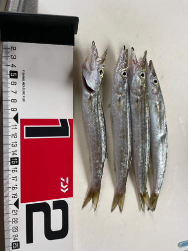 カマスの釣果