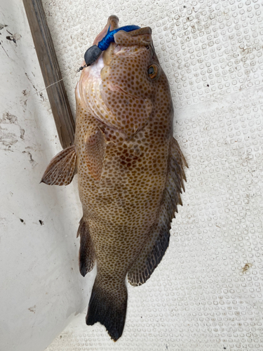 オオモンハタの釣果