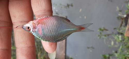 タイリクバラタナゴの釣果