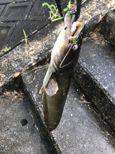 マナマズの釣果