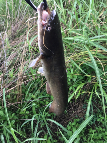 マナマズの釣果