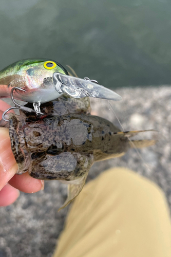 ハゼの釣果