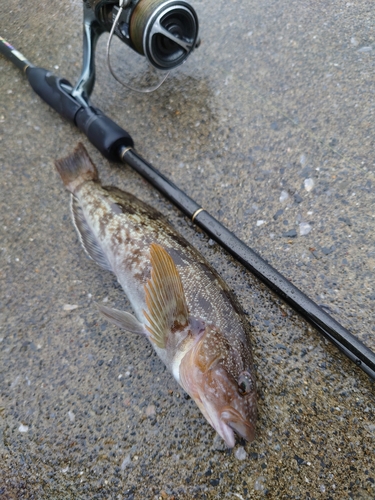 アイナメの釣果