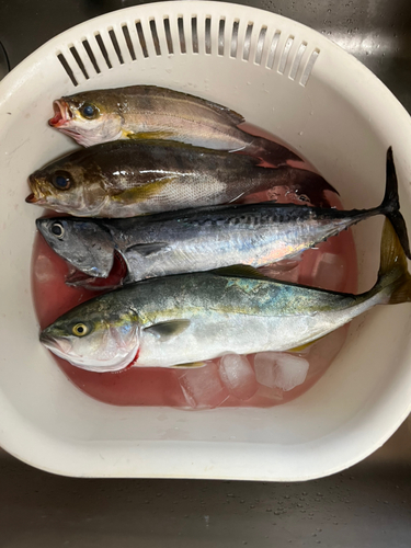 イナダの釣果