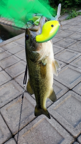 ブラックバスの釣果