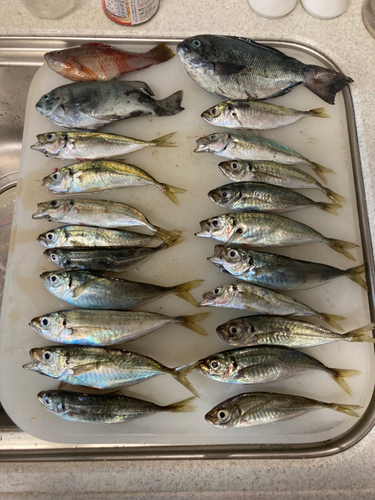 アジの釣果