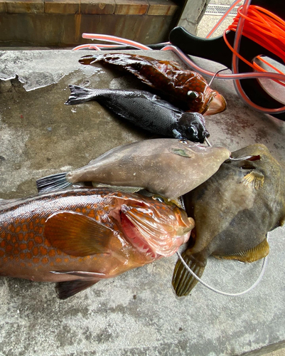 カワハギの釣果