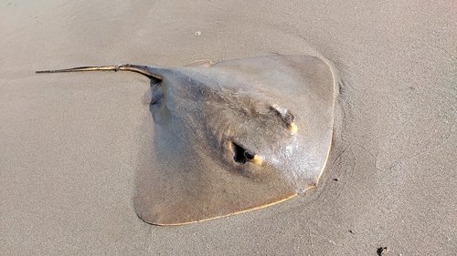 アカエイの釣果