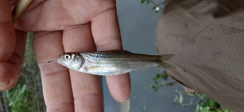 モロコの釣果