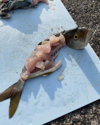 シオの釣果