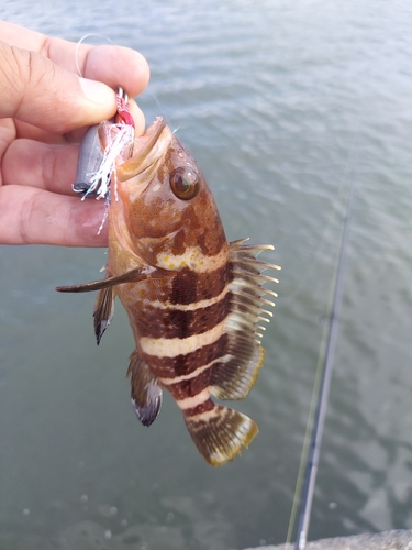 オオモンハタの釣果