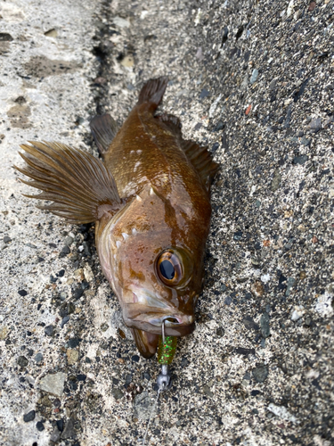 ガヤの釣果