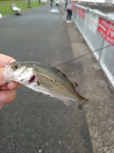 セイゴ（マルスズキ）の釣果