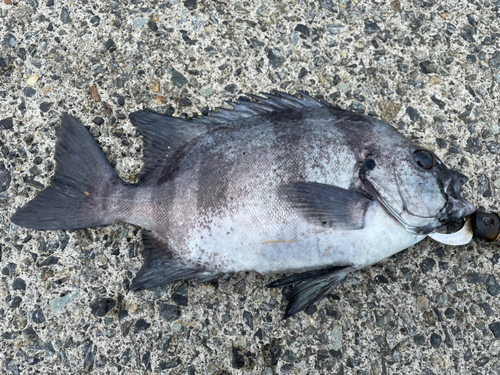 イシダイの釣果