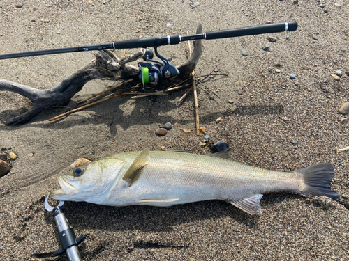 スズキの釣果