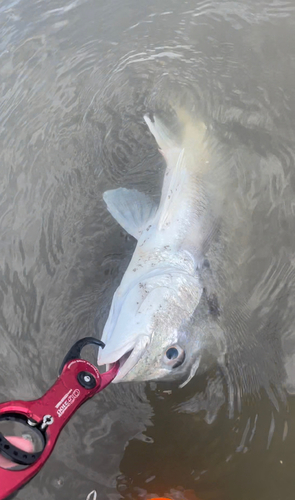 キビレの釣果