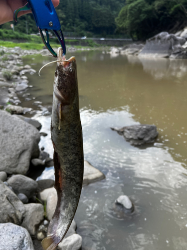 ナマズの釣果