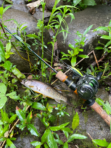 エゾイワナの釣果