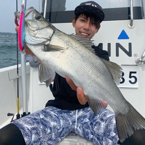 セイゴ（ヒラスズキ）の釣果