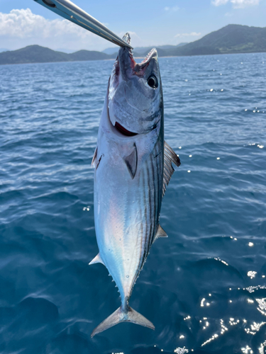 ハガツオの釣果