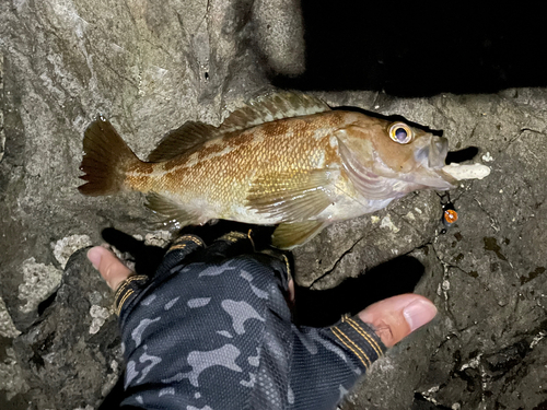 エゾメバルの釣果