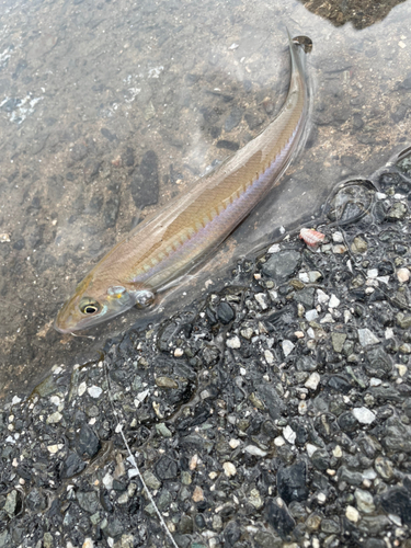 キスの釣果