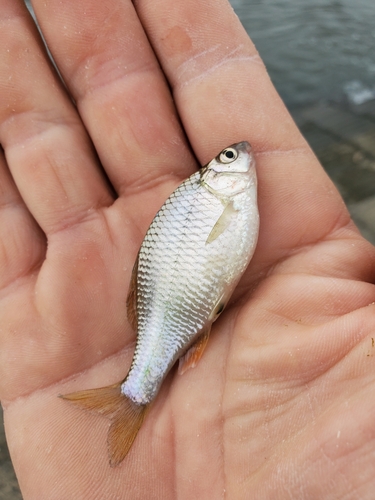 タナゴの釣果