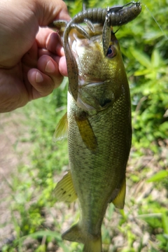 ラージマウスバスの釣果