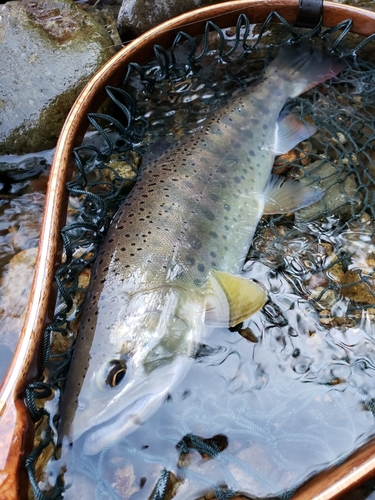 ヤマメの釣果