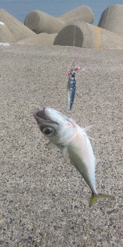 サバの釣果