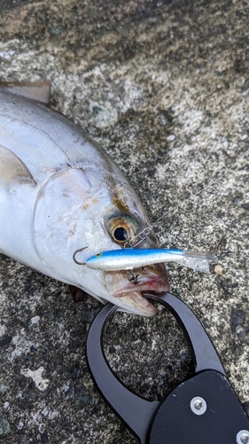 ショゴの釣果