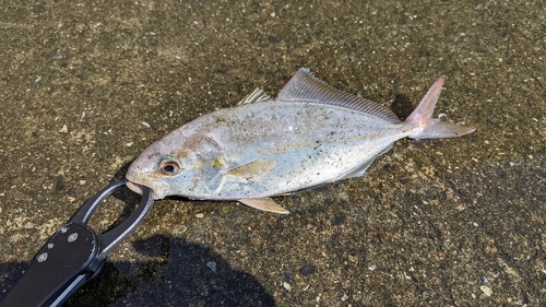 ショゴの釣果