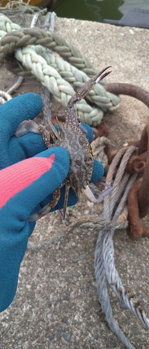 タイワンガザミの釣果