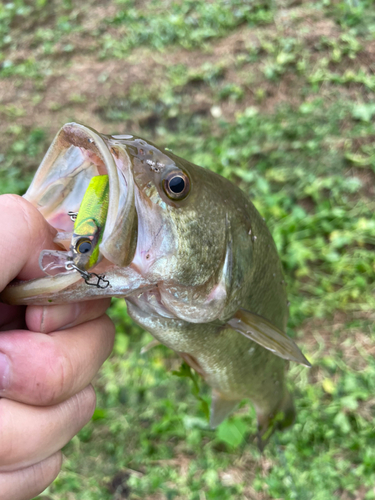 ラージマウスバスの釣果