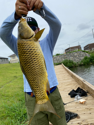 コイの釣果