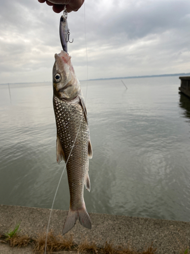 ニゴイの釣果