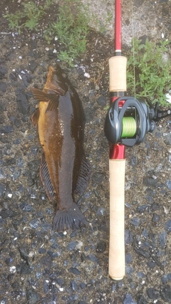 ハゴトコの釣果