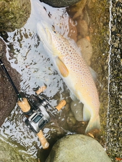 ブラウントラウトの釣果