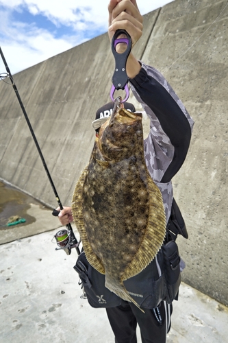 ヒラメの釣果