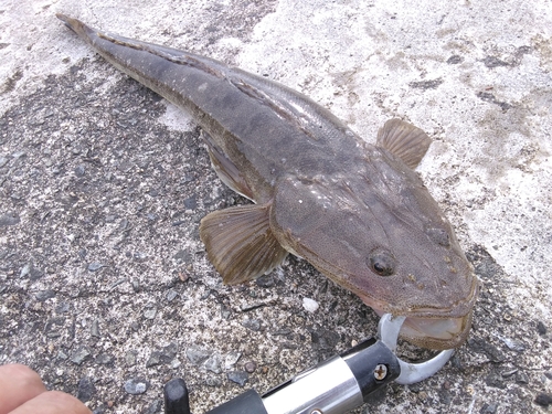 マゴチの釣果